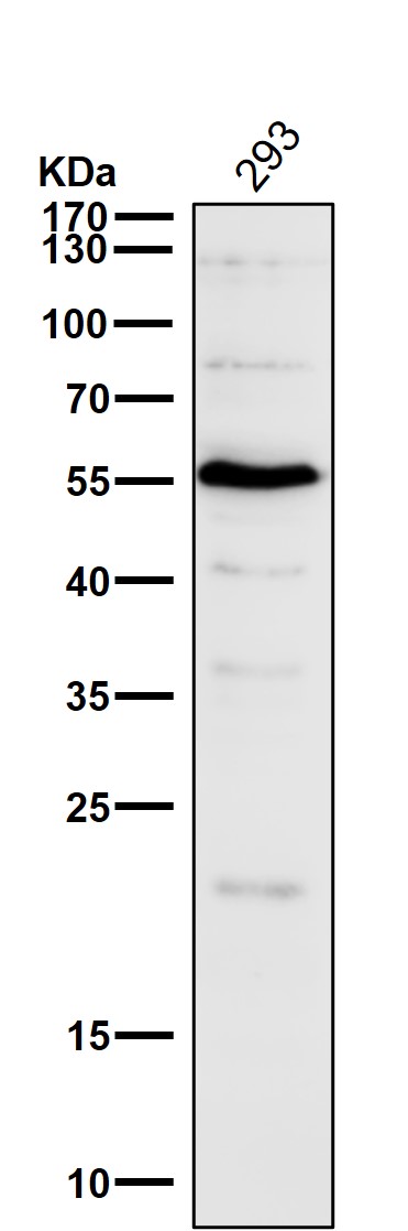 1 - Anti-Smad3 Rabbit Monoclonal Antibody ABO13573