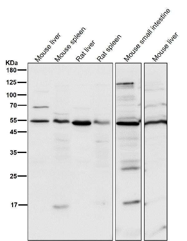 1 - Anti-Smad3 Rabbit Monoclonal Antibody ABO13573
