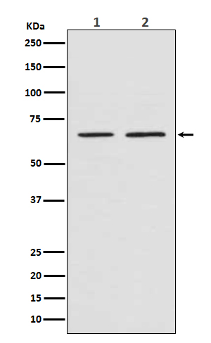 1 - Anti-Smad4 Rabbit Monoclonal Antibody ABO13574