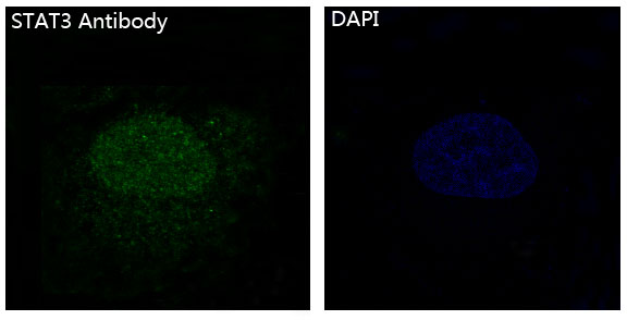 3 - Anti-STAT3 Rabbit Monoclonal Antibody ABO13575