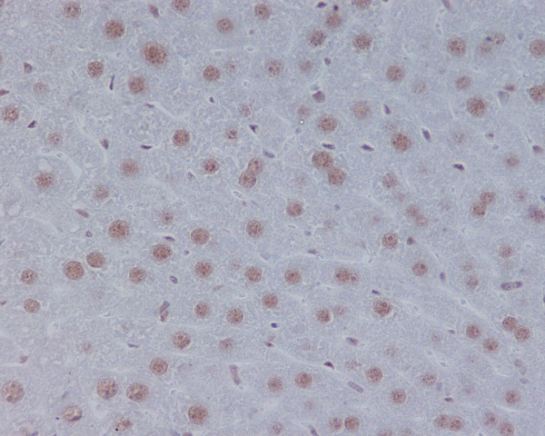 2 - Anti-STAT3 Rabbit Monoclonal Antibody ABO13575