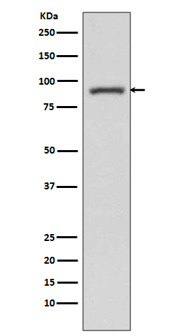 1 - Anti-STAT3 Rabbit Monoclonal Antibody ABO13575