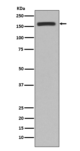 1 - Anti-CD11b ITGAM Rabbit Monoclonal Antibody ABO13576