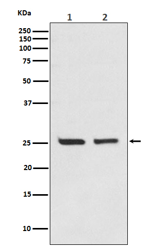 1 - Anti-Bcl-2 Rabbit Monoclonal Antibody ABO13577
