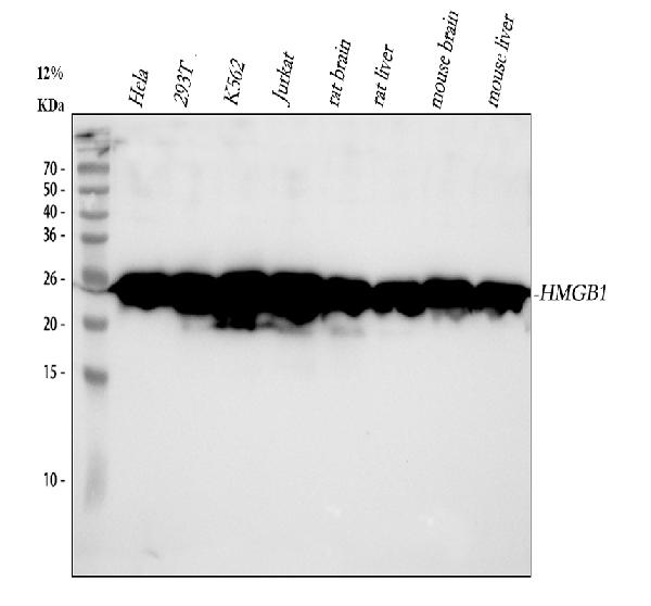 1 - Anti-HMGB1/Hmg 1 Rabbit Monoclonal Antibody ABO13578