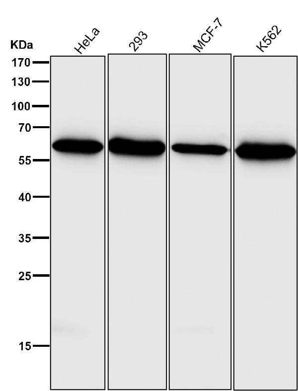 1 - Anti-HDAC2/Histone Deacetylase 2 Rabbit Monoclonal Antibody ABO13579
