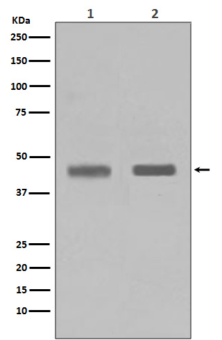 1 - Anti-SETD7/Set7 Rabbit Monoclonal Antibody ABO13580