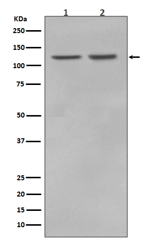 1 - Anti-RNF20 Rabbit Monoclonal Antibody ABO13581