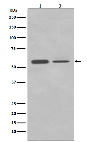 1 - Anti-PTBP2 Rabbit Monoclonal Antibody ABO13582