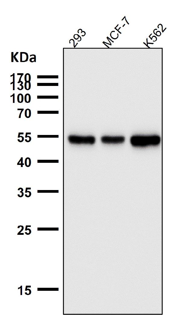 1 - Anti-PTBP2 Rabbit Monoclonal Antibody ABO13582