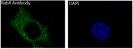 3 - Anti-Rab4A/Rab4 Rabbit Monoclonal Antibody ABO13584