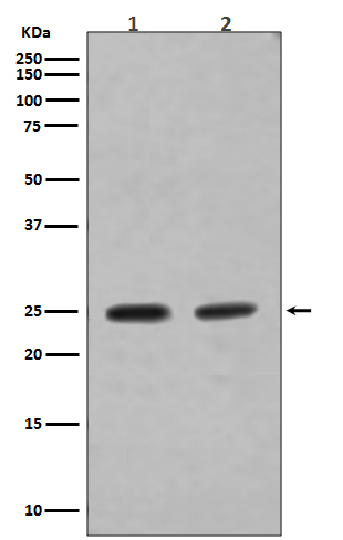 1 - Anti-Rab4A/Rab4 Rabbit Monoclonal Antibody ABO13584