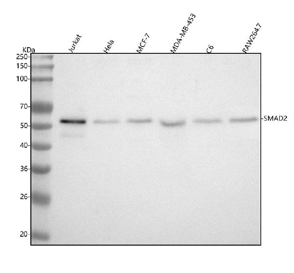 1 - Anti-Smad2 Rabbit Monoclonal Antibody ABO13585