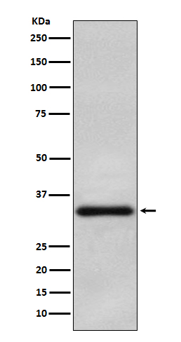 1 - Anti-Olig2 Rabbit Monoclonal Antibody ABO13586