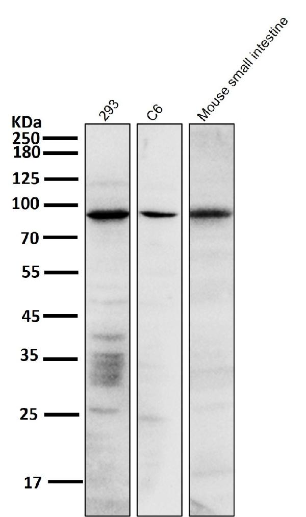 1 - Anti-SATB2 Rabbit Monoclonal Antibody ABO13587