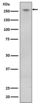 1 - Anti-LRRK2 Rabbit Monoclonal Antibody ABO13588