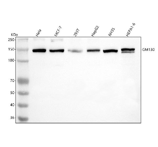 1 - Anti-GM130 GOLGA2 Rabbit Monoclonal Antibody ABO13590