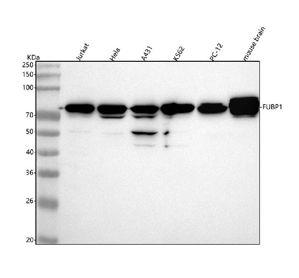 1 - Anti-FUBP1 Rabbit Monoclonal Antibody ABO13591