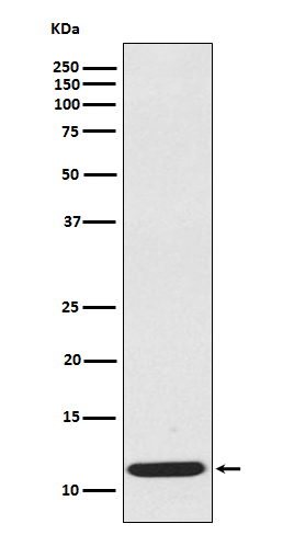 1 - Anti-CCL19/Mip 3 Beta Rabbit Monoclonal Antibody ABO13592