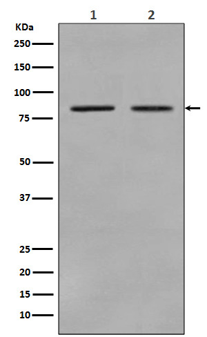 1 - Anti-STAT3 Rabbit Monoclonal Antibody ABO13594