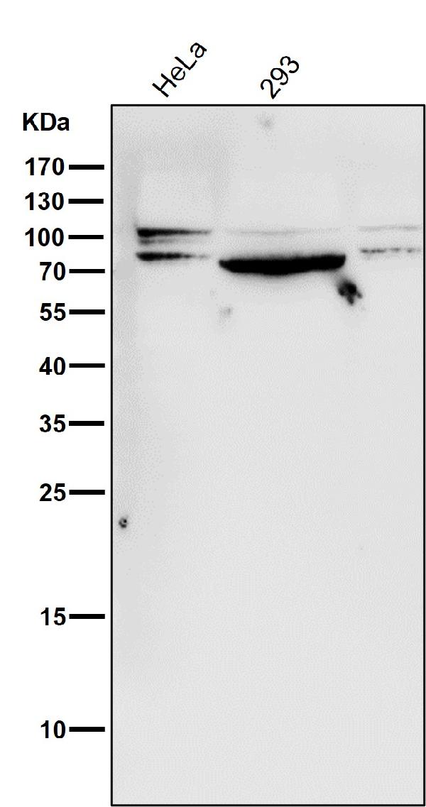 1 - Anti-STAT3 Rabbit Monoclonal Antibody ABO13594