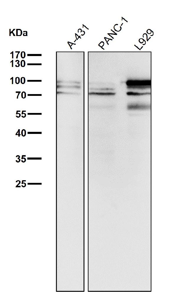 1 - Anti-STAT3 Rabbit Monoclonal Antibody ABO13594