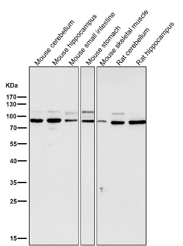 1 - Anti-STAT3 Rabbit Monoclonal Antibody ABO13594