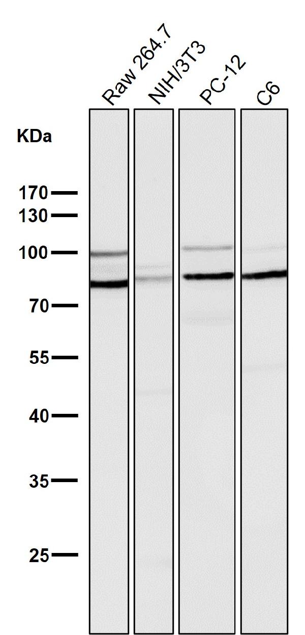 1 - Anti-STAT3 Rabbit Monoclonal Antibody ABO13594