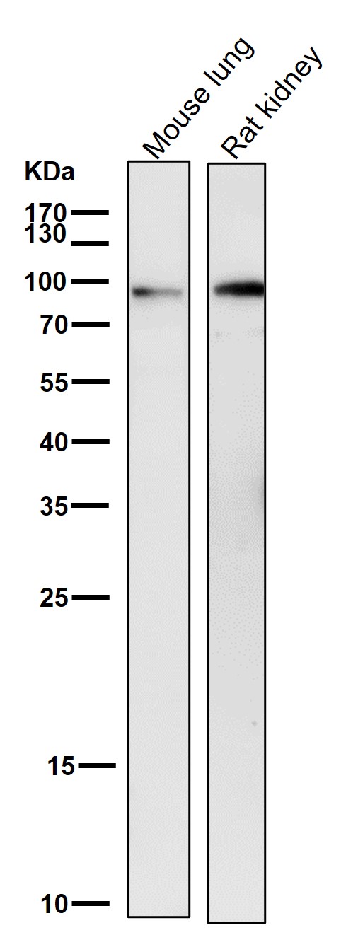 1 - Anti-STAT3 Rabbit Monoclonal Antibody ABO13594