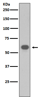 1 - Anti-TRAF6 Rabbit Monoclonal Antibody ABO13596