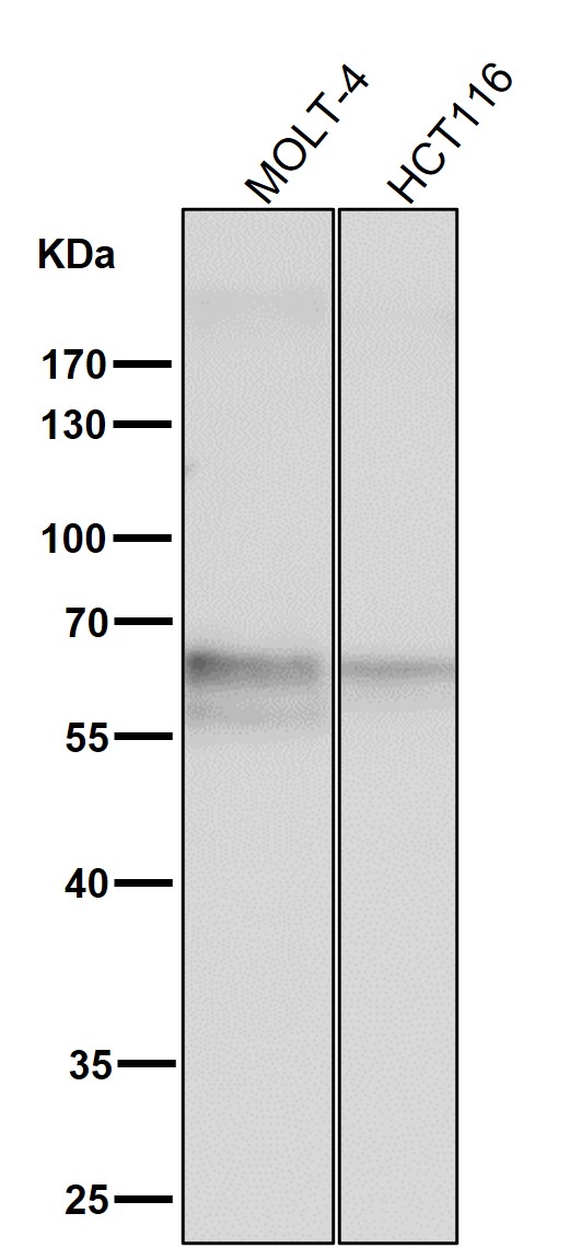 1 - Anti-TRAF6 Rabbit Monoclonal Antibody ABO13596