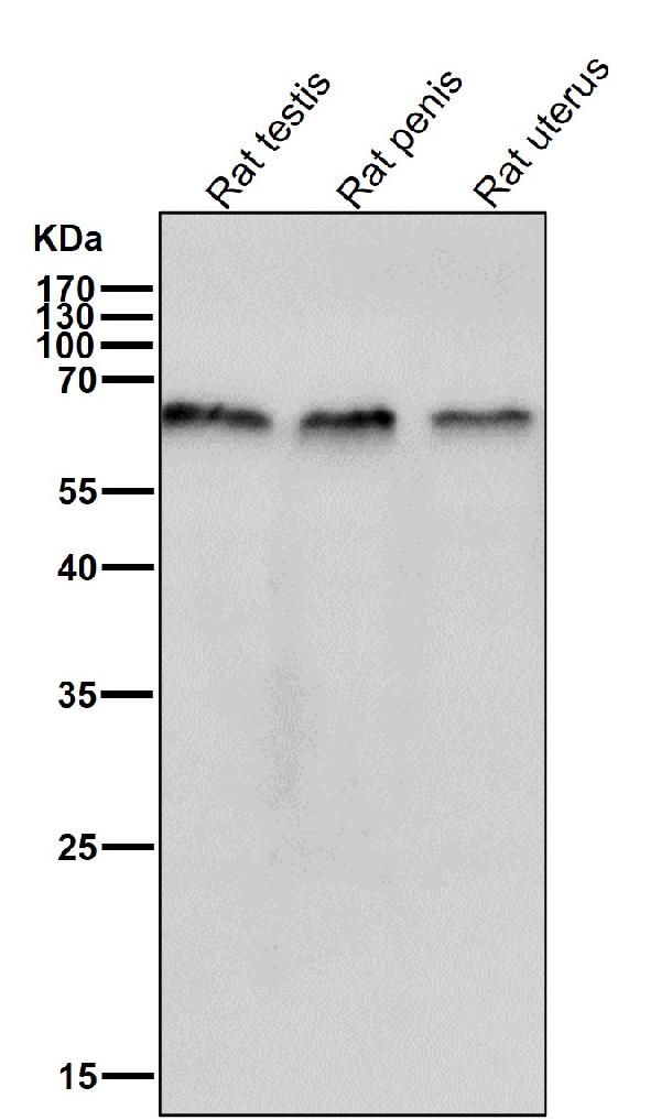 1 - Anti-TRAF6 Rabbit Monoclonal Antibody ABO13596