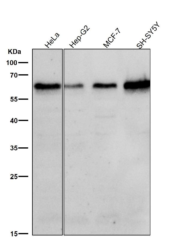 1 - Anti-TRAF6 Rabbit Monoclonal Antibody ABO13596