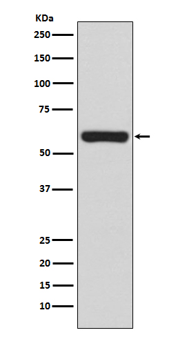 1 - Anti-TRAF6 Rabbit Monoclonal Antibody ABO13597