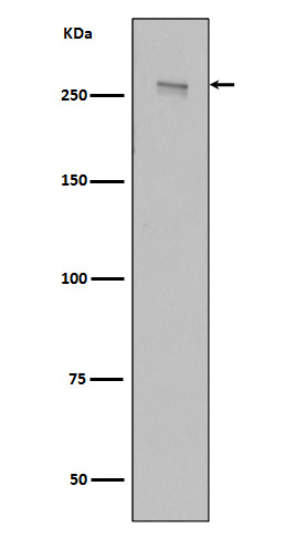 1 - Anti-LRRK2 Rabbit Monoclonal Antibody ABO13600