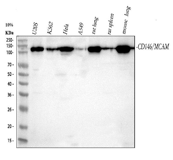 1 - Anti-CD146 MCAM Rabbit Monoclonal Antibody ABO13605