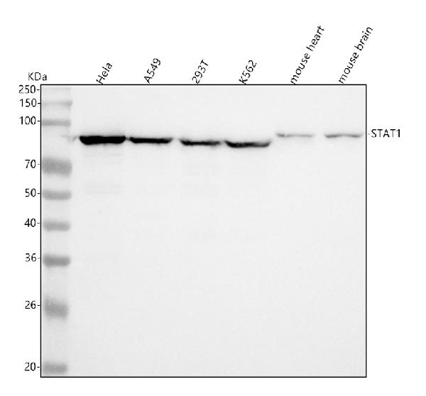 1 - Anti-STAT1 Rabbit Monoclonal Antibody ABO13607