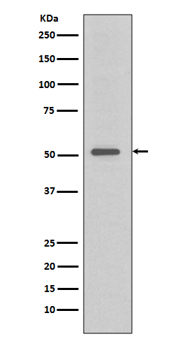 1 - Anti-TRAF4 Rabbit Monoclonal Antibody ABO13610