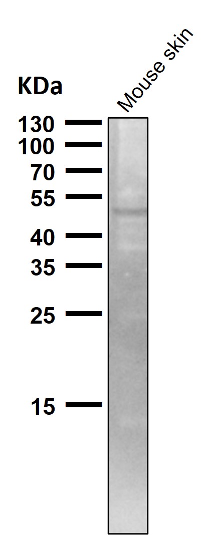 1 - Anti-TRAF4 Rabbit Monoclonal Antibody ABO13610