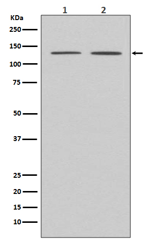 1 - Anti-APAF1 Rabbit Monoclonal Antibody ABO13611