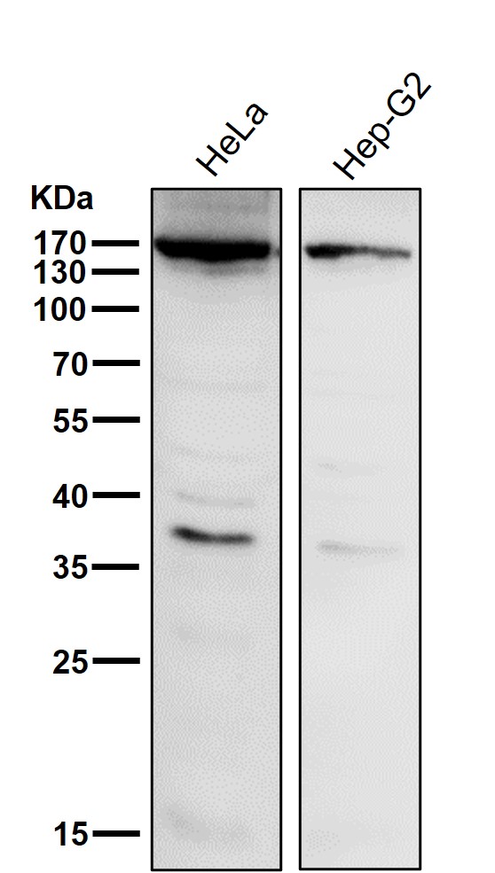 1 - Anti-APAF1 Rabbit Monoclonal Antibody ABO13611