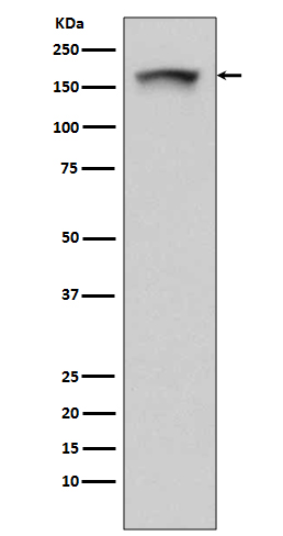 1 - Anti-PELP1 Rabbit Monoclonal Antibody ABO13612