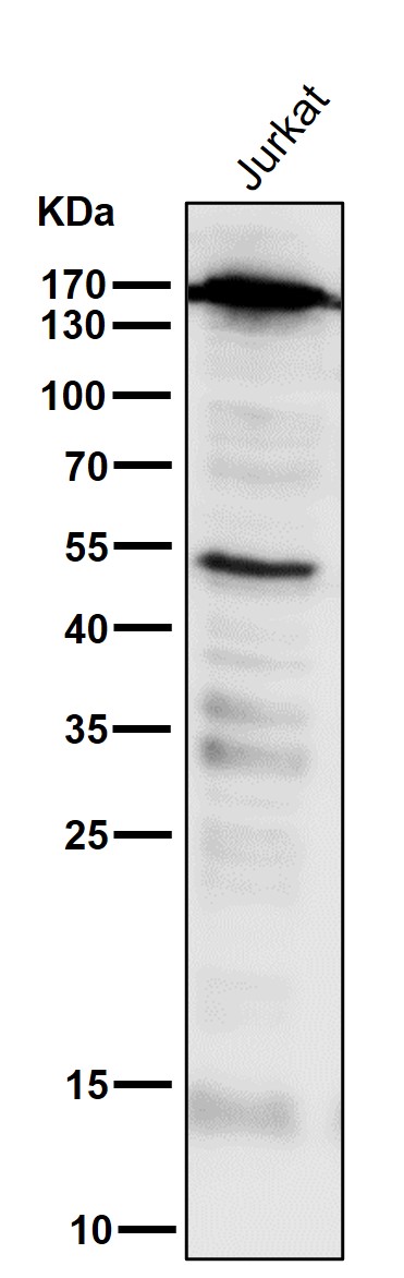 1 - Anti-PELP1 Rabbit Monoclonal Antibody ABO13612
