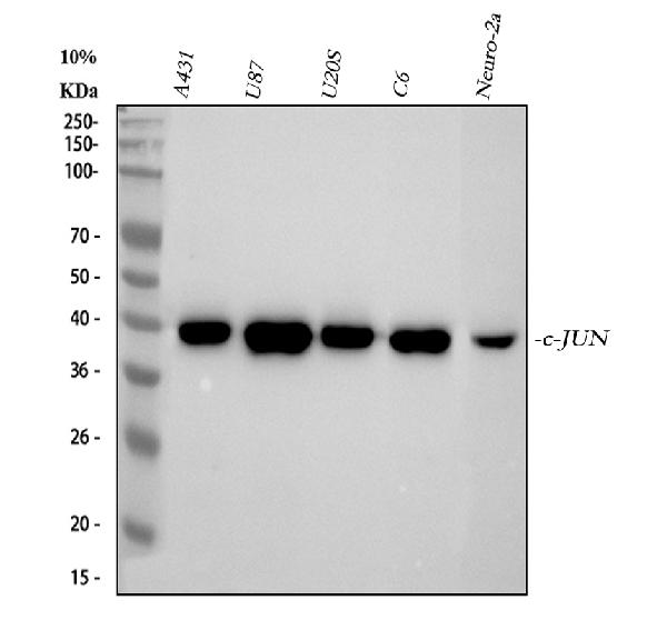1 - Anti-c-Jun Rabbit Monoclonal Antibody ABO13615