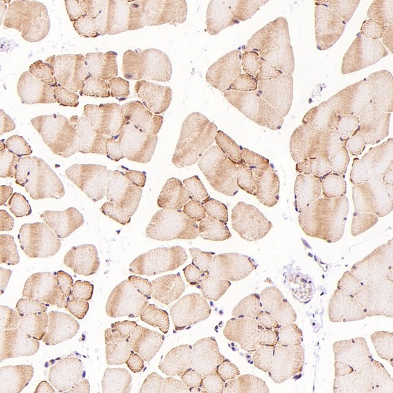 2 - Anti-c-Jun Rabbit Monoclonal Antibody ABO13615