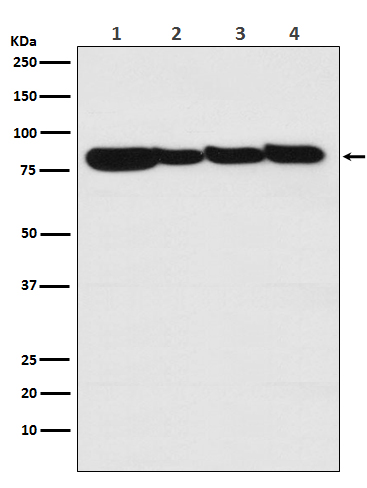 1 - Anti-STAT3 Rabbit Monoclonal Antibody ABO13616
