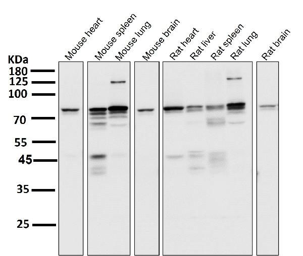 1 - Anti-STAT3 Rabbit Monoclonal Antibody ABO13616