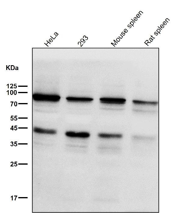 1 - Anti-STAT3 Rabbit Monoclonal Antibody ABO13616
