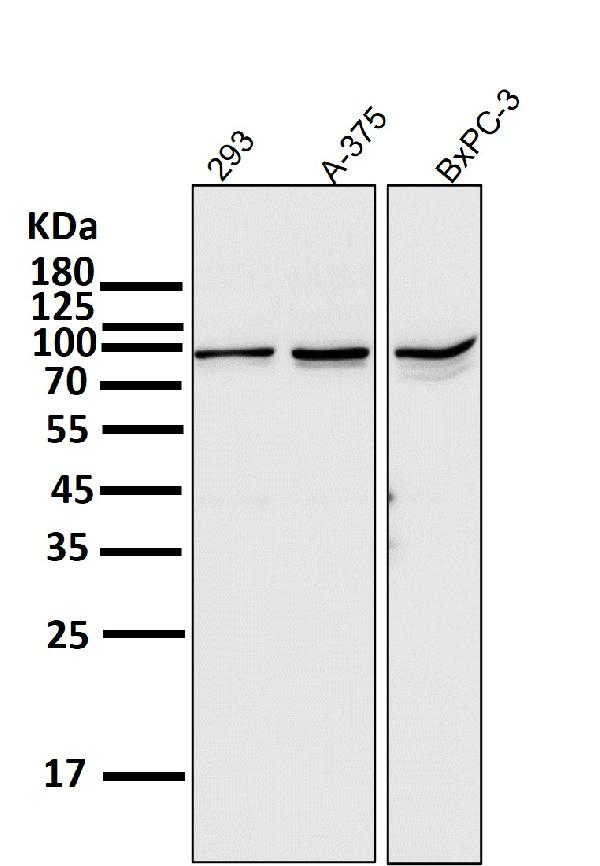 1 - Anti-STAT3 Rabbit Monoclonal Antibody ABO13616
