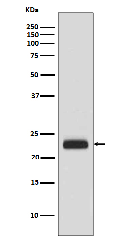 1 - Anti-RAIDD Rabbit Monoclonal Antibody ABO13619